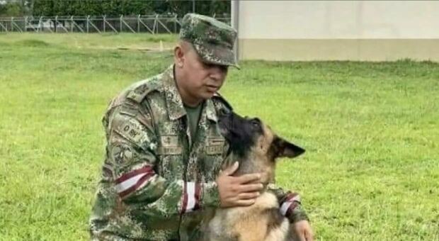 Scomparso il cane eroe che ha salvato i bambini in Colombia, perse le tracce di Wilson nella giungla