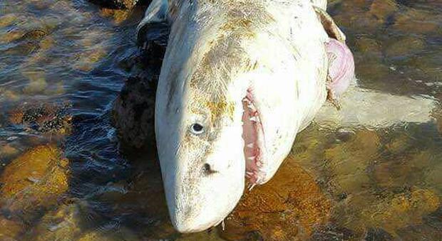 Orche verso squali bianchi, un altro esemplare ucciso in Sudafrica: è strage