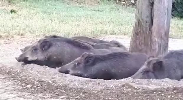 Roma, cinghiali dormono indisturbati al parco sulla Cassia: la tana a pochi metri dalle case