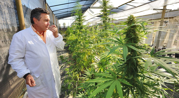 Il Crea di Rovigo capitale della ricerca sulla cannabis medica