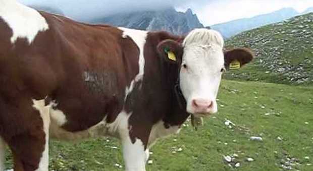 Sorpreso ad abusare sessualmente di una mucca: arrestato 42enne