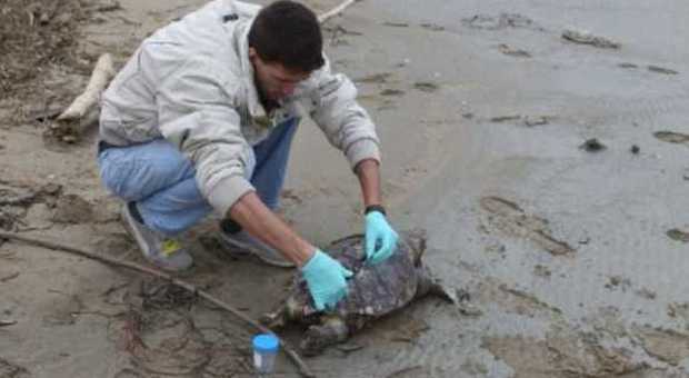 Una delle tartarughe morte (foto Zani - Olycom)