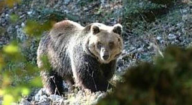 Morta Daniza, l'orsa che ferì un uomo non è sopravvissuta alla cattura