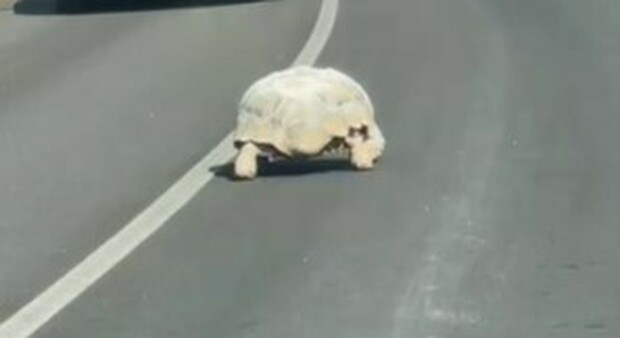 La fuga della tartaruga ripresa dagli automobilisti nel Salento
