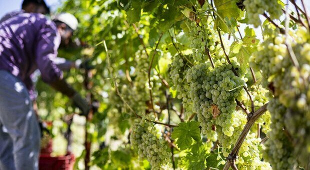 SHOWCASE - Al via la vendemmia 2021 in tutta Italia il 2 agosto: il distacco del primo grappolo a Monreale, segna inizio raccolta