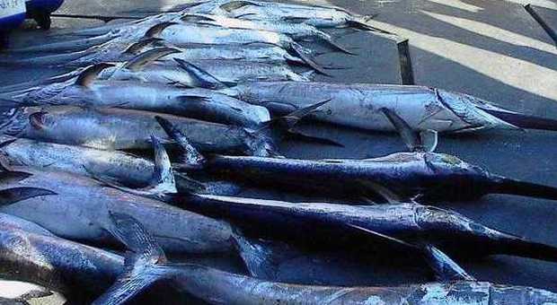 Frode del pesce spada congelato, data di scadenza falsificata: sequestrata una tonnellata