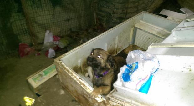 Pesaro, cuccioli nell'immondizia salvati dal racket dei mendicanti