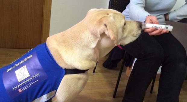 Blatt, il cane che fiuta i tumori. La nuova speranza: «Tutti possono essere addestrati a farlo»
