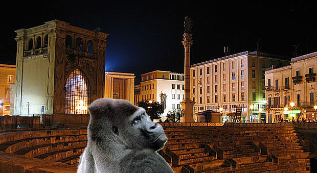 Un gorilla nel centro di Lecce, paura e mistero nel cuore della movida