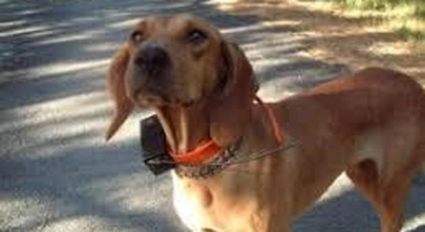 Usa collari elettrici per addestrare i cani Cacciatore preso da Wwf e Legambiente