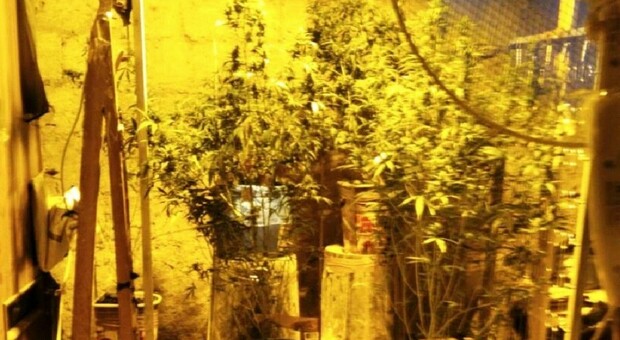 Controlli antidroga a Napoli, scoperta serra di marijuana nel centro storico