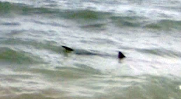 Fiumicino, squalo di due metri avvistato a cento metri dalla riva