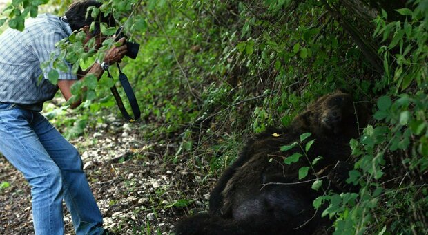 Trentino, orso M62 trovato morto. Enpa: «Era uno dei “condannati a morte”, preoccupa bracconaggio»