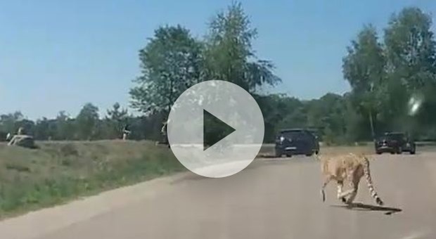 Scendono dall'auto con la bimba in braccio durante il safari: i ghepardi li attaccano Video