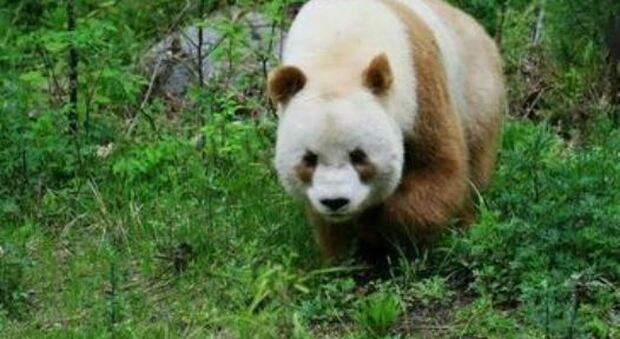 Cina, panda giganti continueranno ad essere tutelati nonostante declassamento a specie "vulnerabile"