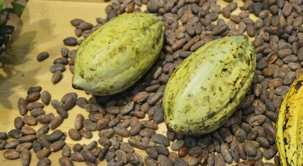 Cacao al massimo storico, in arrivo aumenti cioccolata