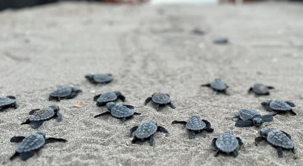 Le piccole tartarughe nate sulla spiaggia di Ugento