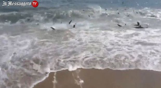 North Carolina, squali affamati arrivano a riva in cerca di cibo