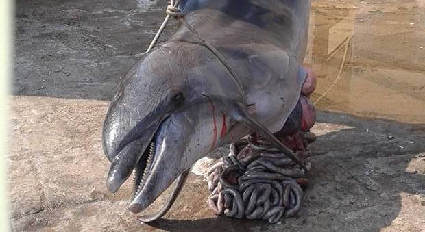 Trovato delfino morto con tagli sul corpo: è giallo