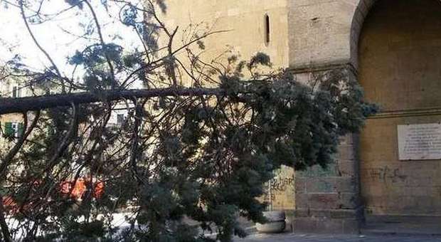 Napoli. Choc a Santa Chiara: crolla un pino: «Poteva essere una tragedia»