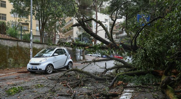 Roma, alberi a rischio crollo. E metà dei giardinieri è esentato dalla potatura