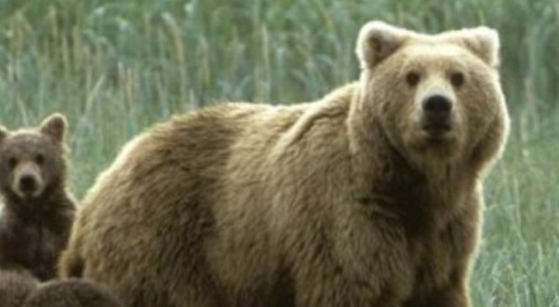 Trento, l'orsa Daniza uccisa dal narcotico