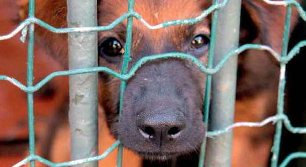 I costi della crisi: decine di cani abbandonati da famiglie in difficoltà