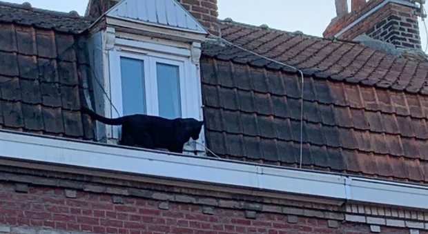 Pantera nera a spasso sui tetti: sedata e catturata, ma nessuno sa da dove venga