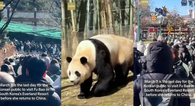 Fu Bao, il panda star dei social lascia la Corea: i fan disperati prendono d'assalto lo zoo