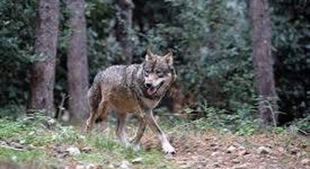 Il lupo è tornato a ripopolare i monti il Cai insegna come conviverci