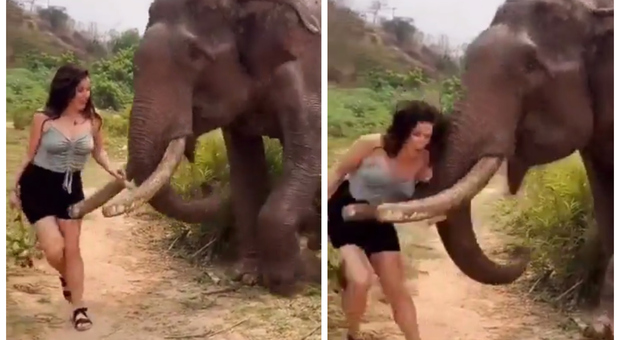 Turista infastidisce un elefante selvaggio, che la scaraventa via con la proboscide