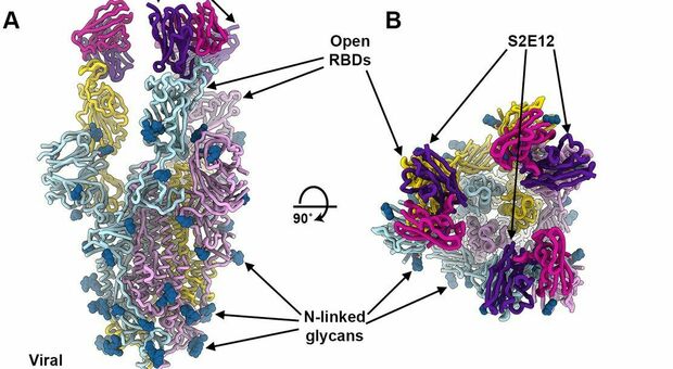 Lo studio: un mix di super anticorpi blocca l'ingresso del virus nelle cellule