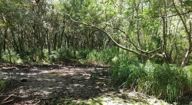 Caldo record, secca il piccolo "lago" di Licola nella foresta di Cuma