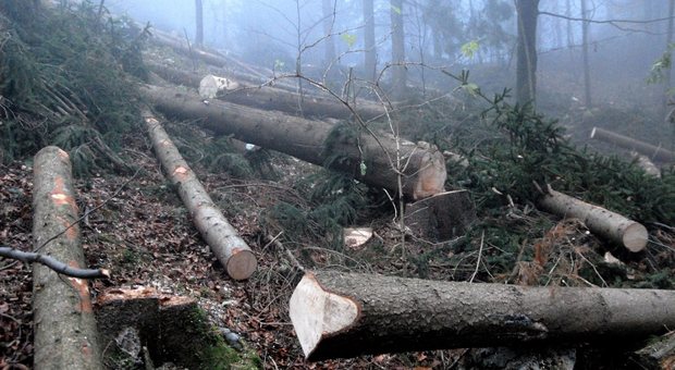 Raccoglie il legname e lo sistema sul rimorchio: malore fatale a 50 anni
