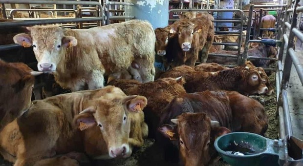 Nave con bovini malati di "Blue tongue" in Spagna, i veterinari di Cartagena: «Abbatteteli»