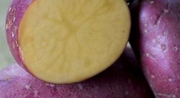 La deliziosa patata rossa di Colfiorito diventa la regina del Ferragosto