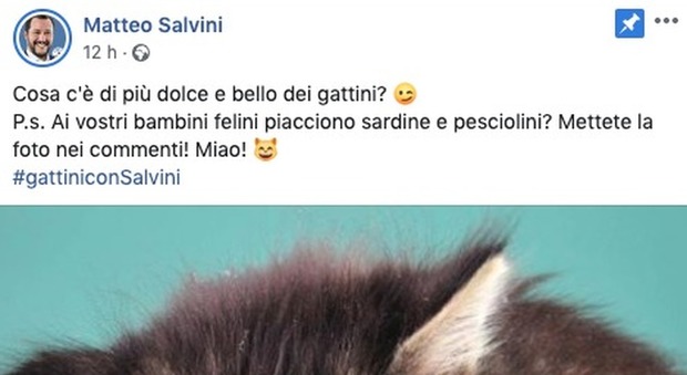 Gattini per sconfiggere le “sardine”, la contromossa di Salvini. E la Puglia si organizza: prima manifestazione a Taranto