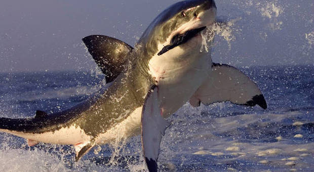Messico, enorme squalo bianco attacca un'imbarcazione e per poco non mangia la camera che lo stava filmando