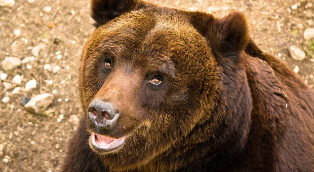 Una fondazione per l'orso marsicano E i cacciatori:«Guerra ai bracconieri»