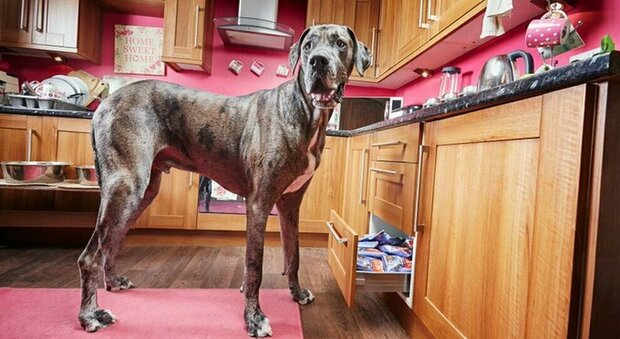 Morto l'alano Freddy, il cane più alto del mondo: in piedi sulle zampe anteriori misurava oltre 2 metri