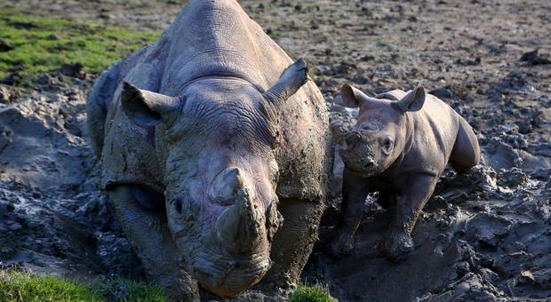 Bambina di due anni cade nel recinto dei rinoceronti allo zoo: è grave (foto archivio)