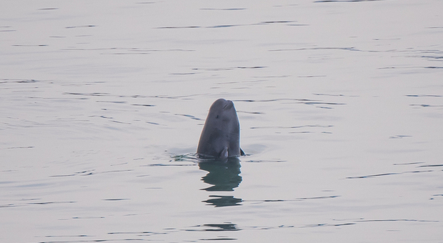 Branco di focene avvistato nel fiume Yangtze: «Gli "angeli sorridenti" si stanno riprendendo»