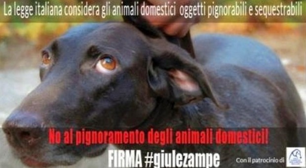 Al via #giùle zampe, la petizione online contro il pignoramento degli animali domestici