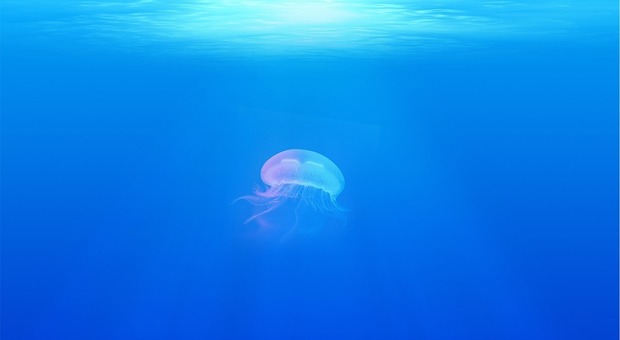 Una medusa sott'acqua