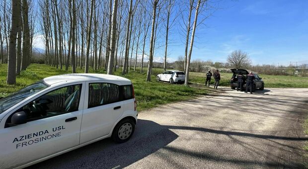 Cassino, cani ammazzati brutalmente nella frazione di Sant’Angelo