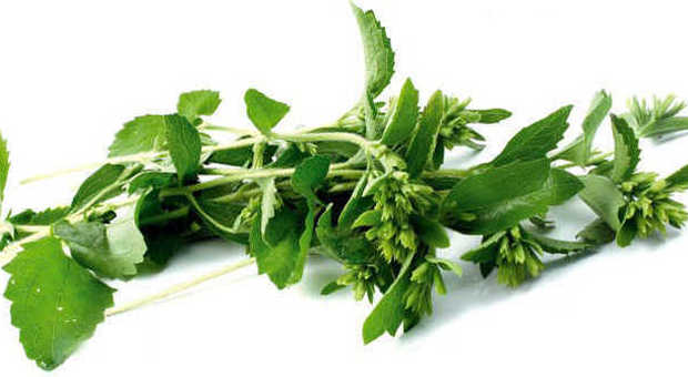 La stevia, pianta del Sud America, è un dolcificante naturale e senza calorie