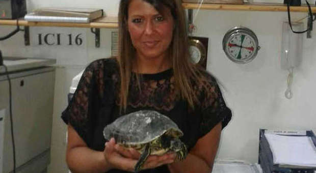 Scomparsa a Pompei, in due giorni la tartaruga arriva a Castellammare: ritrovata in spiaggia | Foto