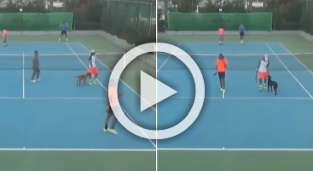 Tennis, cani invadono il campo: interrotto il match del doppio azzurro Becuzzi-Virgili, le immagini