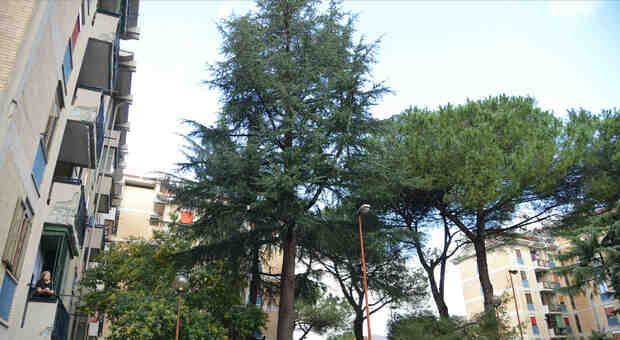 Napoli, svolta green: oltre un milione di euro per il patrimonio arboreo
