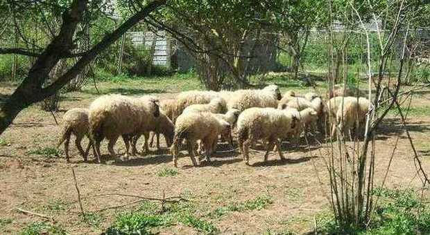 Ferisce a fucilate il pastore rivale: arrestato 20enne